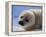 Harp Seal Pup-John Conrad-Framed Premier Image Canvas