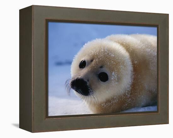 Harp Seal Pup-John Conrad-Framed Premier Image Canvas