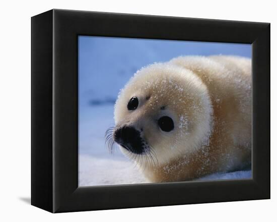 Harp Seal Pup-John Conrad-Framed Premier Image Canvas