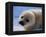 Harp Seal Pup-John Conrad-Framed Premier Image Canvas