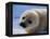 Harp Seal Pup-John Conrad-Framed Premier Image Canvas