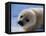 Harp Seal Pup-John Conrad-Framed Premier Image Canvas