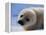 Harp Seal Pup-John Conrad-Framed Premier Image Canvas
