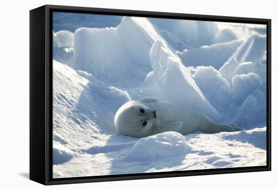 Harp Seal Pup-Doug Allan-Framed Premier Image Canvas