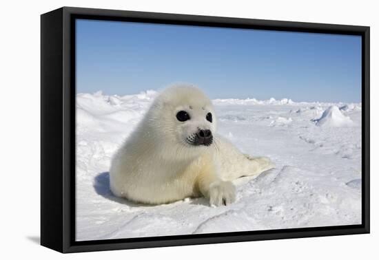 Harp Seal Pup-null-Framed Premier Image Canvas