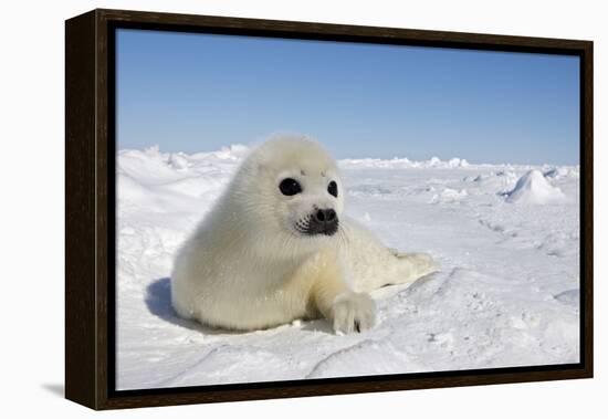 Harp Seal Pup-null-Framed Premier Image Canvas