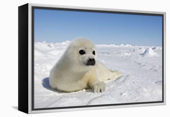 Harp Seal Pup-null-Framed Premier Image Canvas