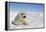 Harp Seal Pup-null-Framed Premier Image Canvas