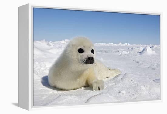 Harp Seal Pup-null-Framed Premier Image Canvas