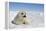 Harp Seal Pup-null-Framed Premier Image Canvas