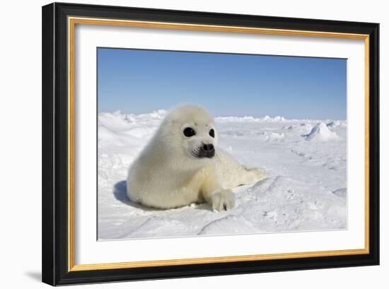 Harp Seal Pup-null-Framed Premium Photographic Print