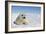 Harp Seal Pup-null-Framed Premium Photographic Print