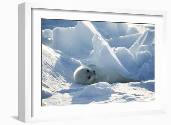 Harp Seal Pup-Doug Allan-Framed Photographic Print