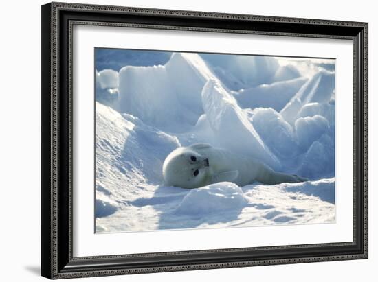 Harp Seal Pup-Doug Allan-Framed Photographic Print