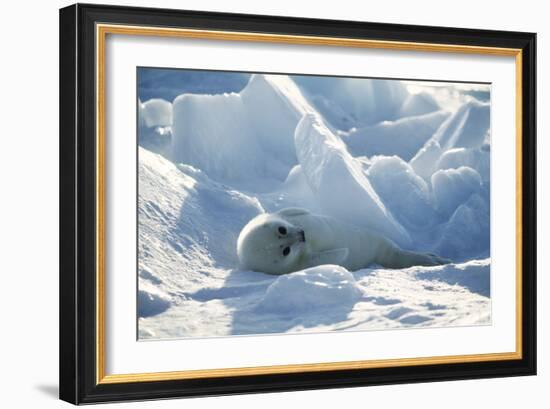 Harp Seal Pup-Doug Allan-Framed Photographic Print