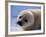 Harp Seal Pup-John Conrad-Framed Photographic Print