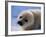 Harp Seal Pup-John Conrad-Framed Photographic Print