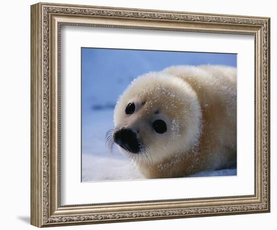 Harp Seal Pup-John Conrad-Framed Photographic Print