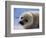 Harp Seal Pup-John Conrad-Framed Photographic Print