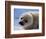 Harp Seal Pup-John Conrad-Framed Photographic Print