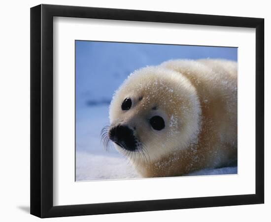 Harp Seal Pup-John Conrad-Framed Photographic Print