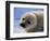 Harp Seal Pup-John Conrad-Framed Photographic Print