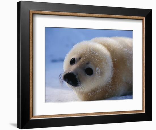 Harp Seal Pup-John Conrad-Framed Photographic Print