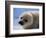 Harp Seal Pup-John Conrad-Framed Photographic Print