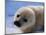 Harp Seal Pup-John Conrad-Mounted Photographic Print