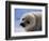 Harp Seal Pup-John Conrad-Framed Photographic Print