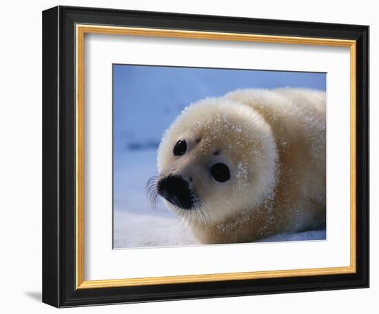 Harp Seal Pup-John Conrad-Framed Photographic Print