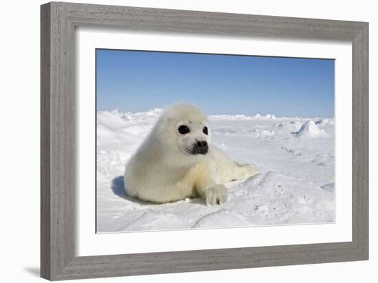 Harp Seal Pup-null-Framed Photographic Print