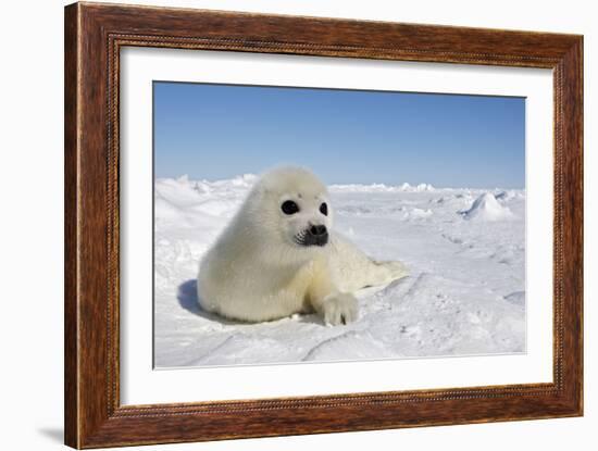 Harp Seal Pup-null-Framed Photographic Print
