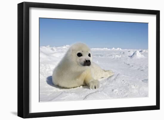 Harp Seal Pup-null-Framed Photographic Print