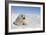 Harp Seal Pup-null-Framed Photographic Print