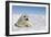 Harp Seal Pup-null-Framed Photographic Print