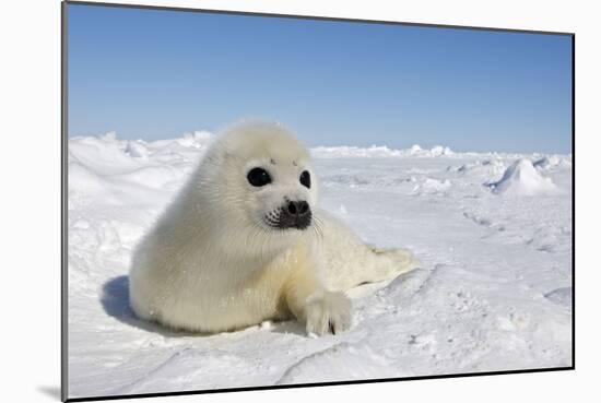 Harp Seal Pup-null-Mounted Photographic Print