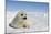 Harp Seal Pup-null-Mounted Photographic Print