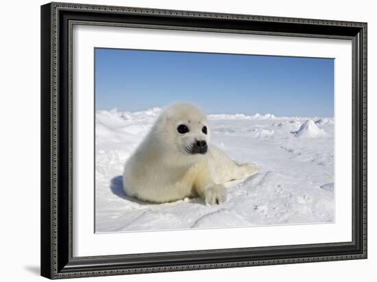 Harp Seal Pup-null-Framed Photographic Print