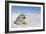 Harp Seal Pup-null-Framed Photographic Print