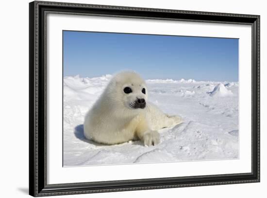 Harp Seal Pup-null-Framed Photographic Print