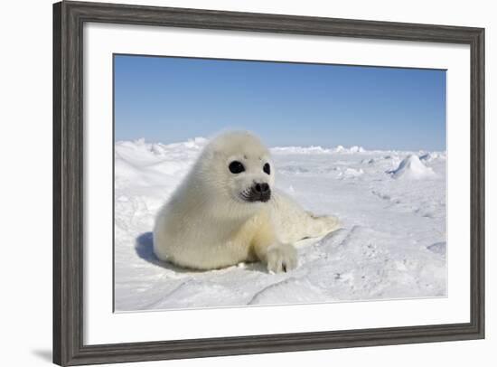 Harp Seal Pup-null-Framed Photographic Print