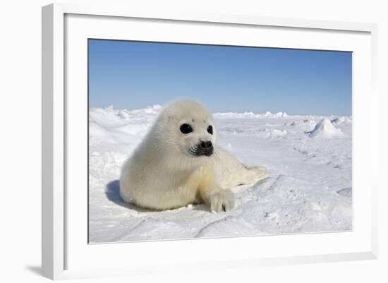 Harp Seal Pup-null-Framed Photographic Print