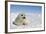 Harp Seal Pup-null-Framed Photographic Print