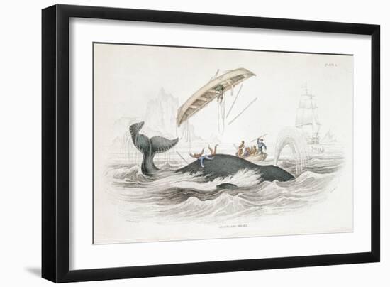 Harpooning a Greenland Whale Which Has Tossed One of the Attacking Boats, 1837-William Jardine-Framed Giclee Print