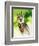 Harpy Eagle-Spencer Williams-Framed Giclee Print