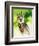 Harpy Eagle-Spencer Williams-Framed Giclee Print