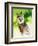 Harpy Eagle-Spencer Williams-Framed Giclee Print