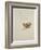Harrier, C.1915 (W/C & Bodycolour over Pencil on Paper)-Archibald Thorburn-Framed Giclee Print