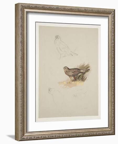 Harrier, C.1915 (W/C & Bodycolour over Pencil on Paper)-Archibald Thorburn-Framed Giclee Print